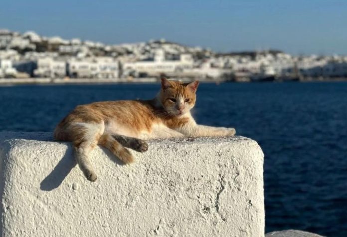 kitty